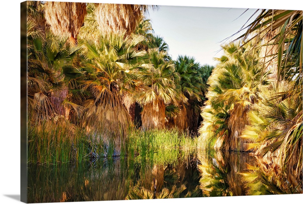 Palm fronds reflecting in still water.