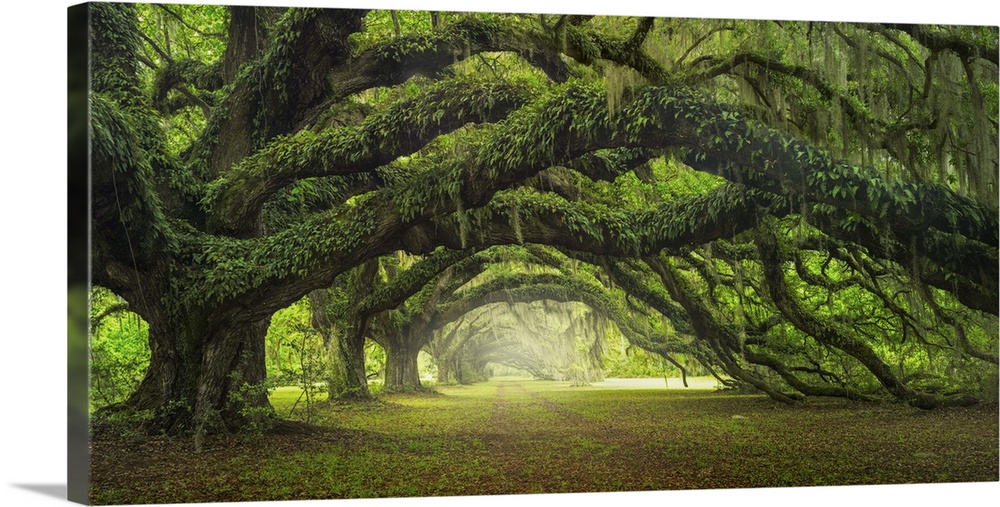 An artistic photograph of a large old gnarled tree with bright green foliage and large limbs.