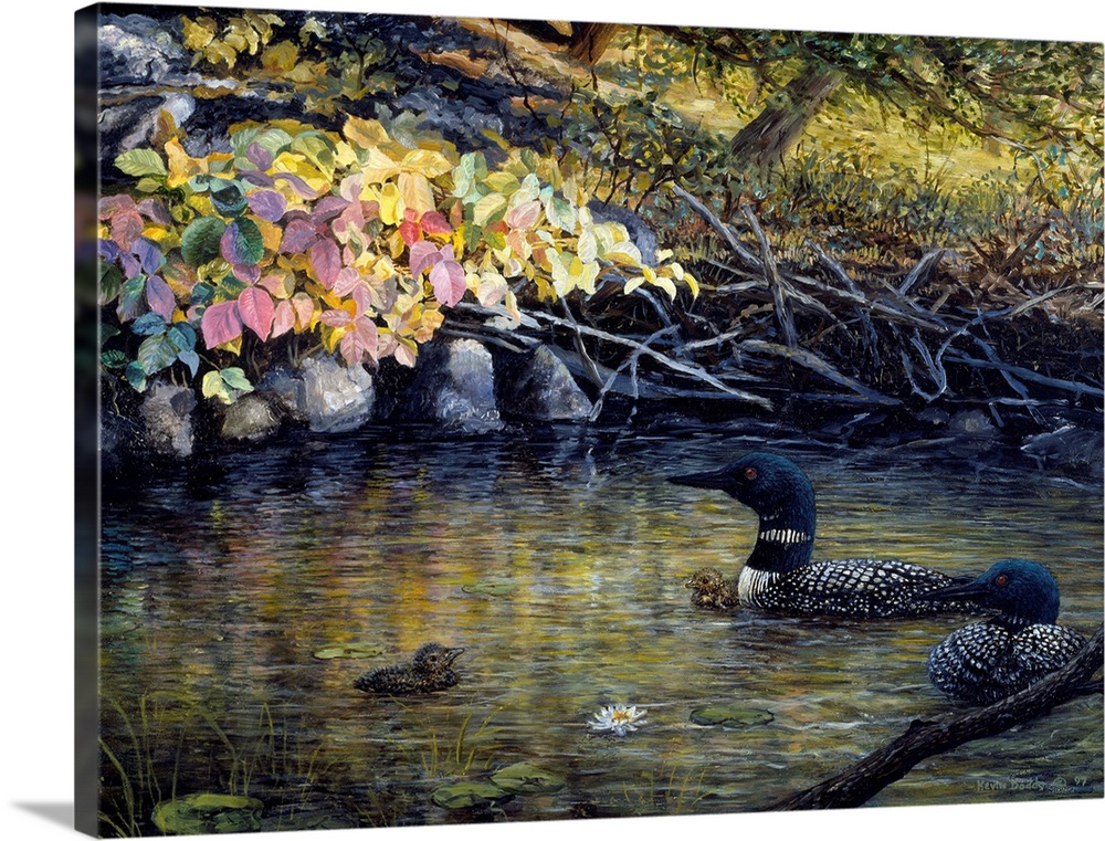 Contemporary artwork of two common loons and their chicks.