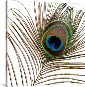 Peacock Feather 01 Wall Art, Canvas Prints, Framed Prints, Wall Peels ...