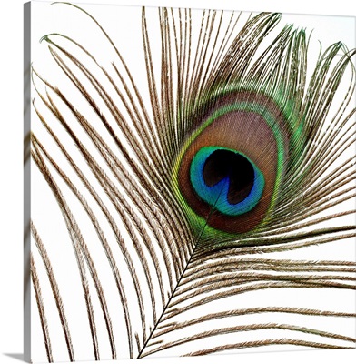Peacock Feather 01
