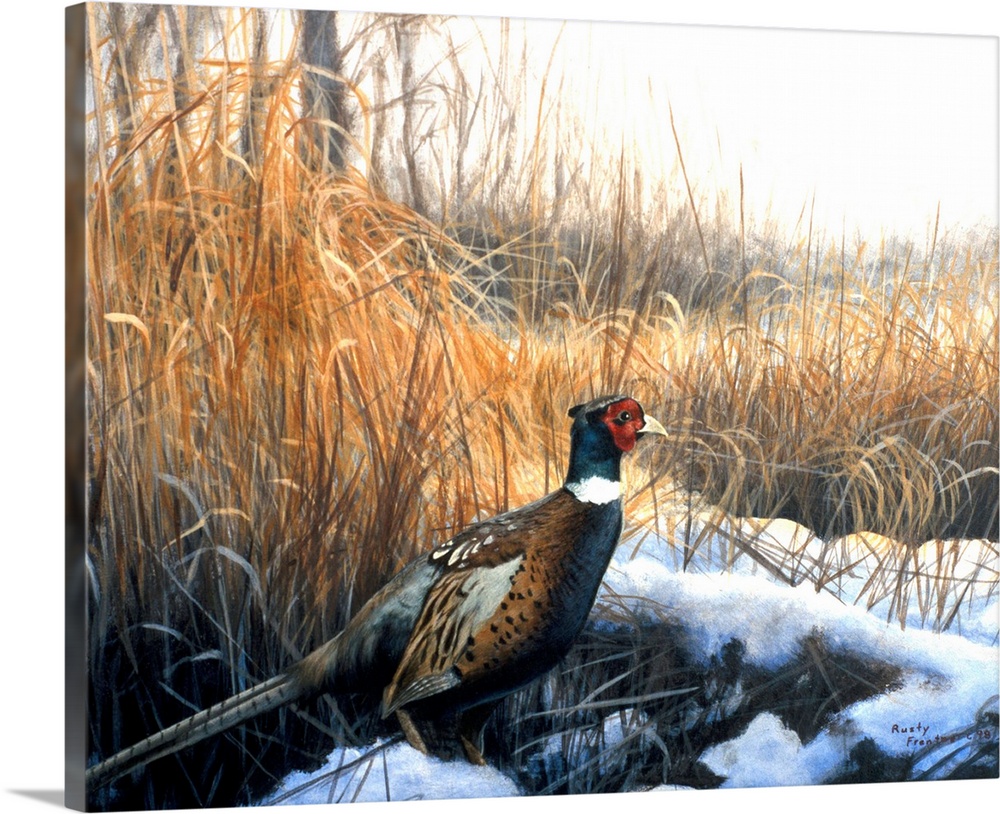 A pheasant emerges from a grassy area onto a field.
