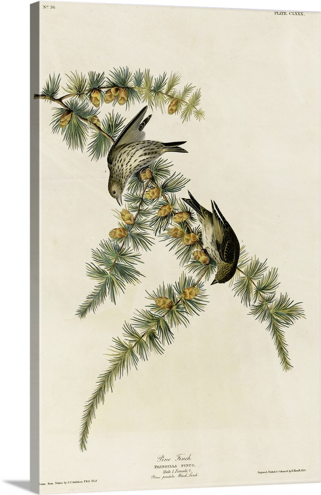 Audubon Birds, Pine Finch