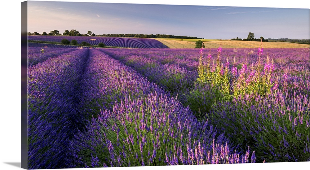 Bright purple lavender fields in warm sunlight.