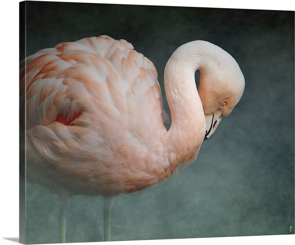 A Greater Flamingo with its neck curved down.