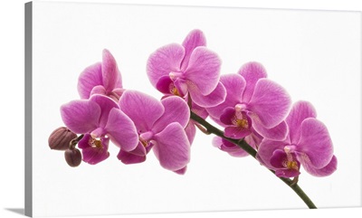 Pink Orchid on White 01