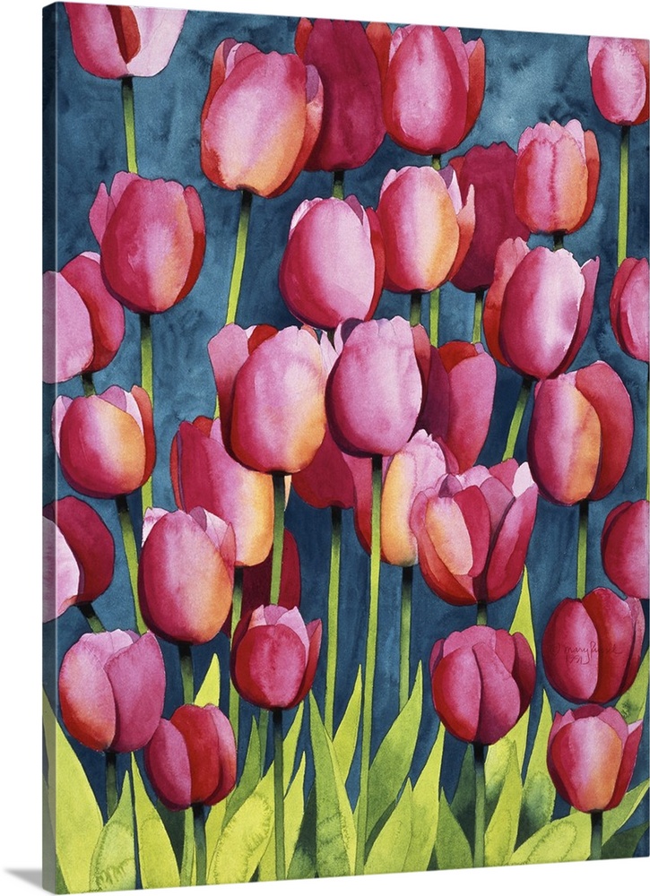 Pink Tulips