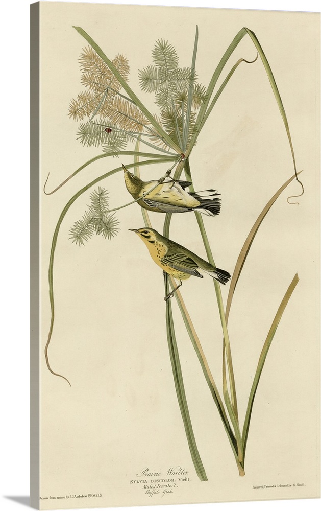 Audubon Birds, Prairie Warbler