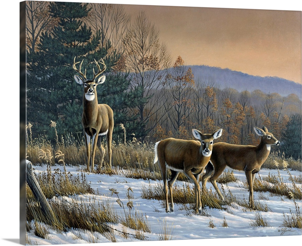 Prime Time - Whitetail Deer Solid-Faced Canvas Print