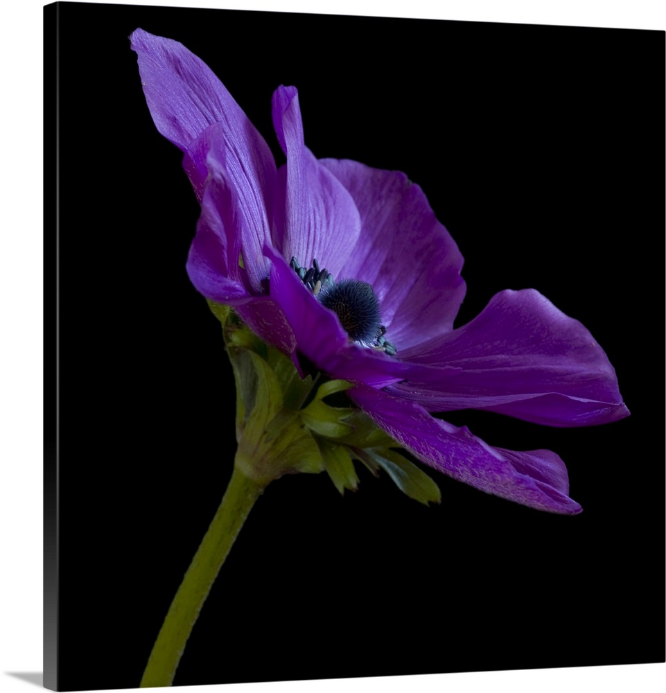 Purple Flower on Black 03