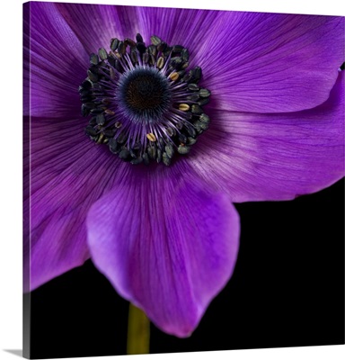 Purple Flower on Black 04
