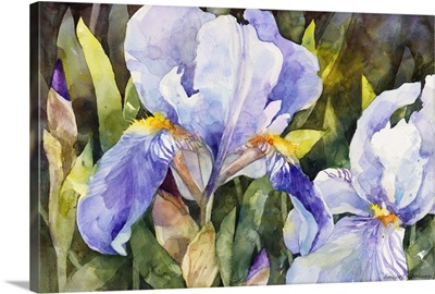 Purple Iris Closeup