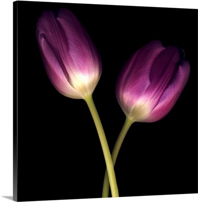 Purple Tulips on Black 03