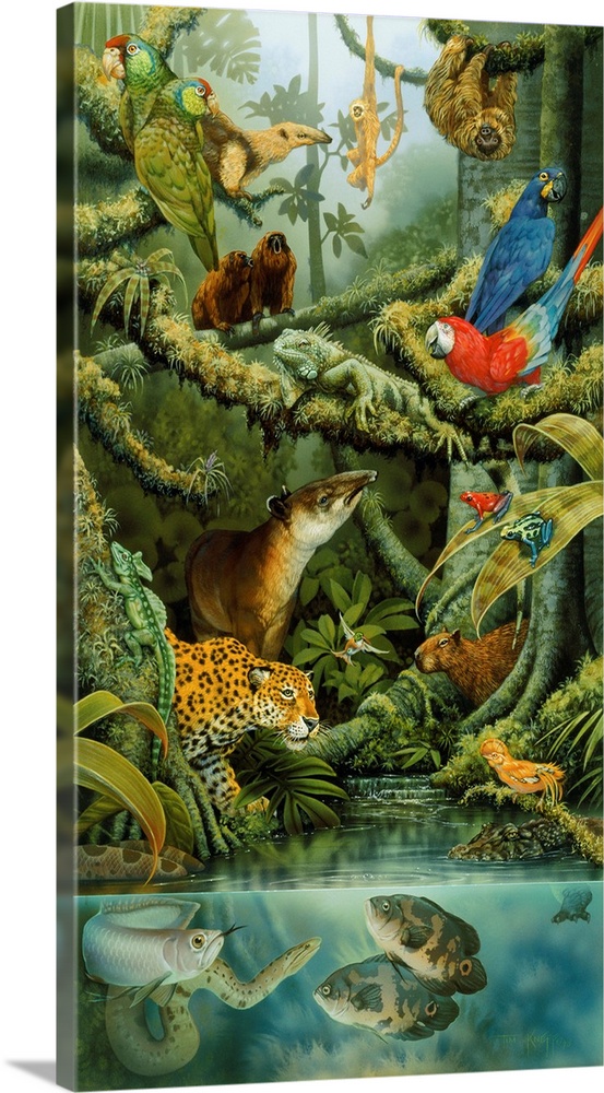 Parrots, an anteater, leopard, sloths, frogs and other rainforest animals