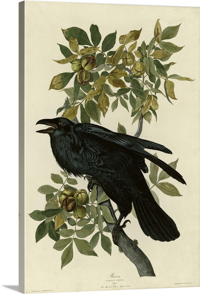 Audubon Birds, Raven