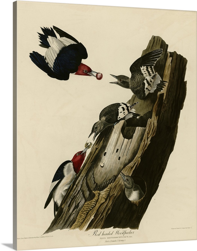 Audubon Birds, Red Headed Woodpecker