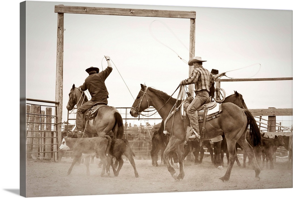Cowboys on horseback roping steer in corral