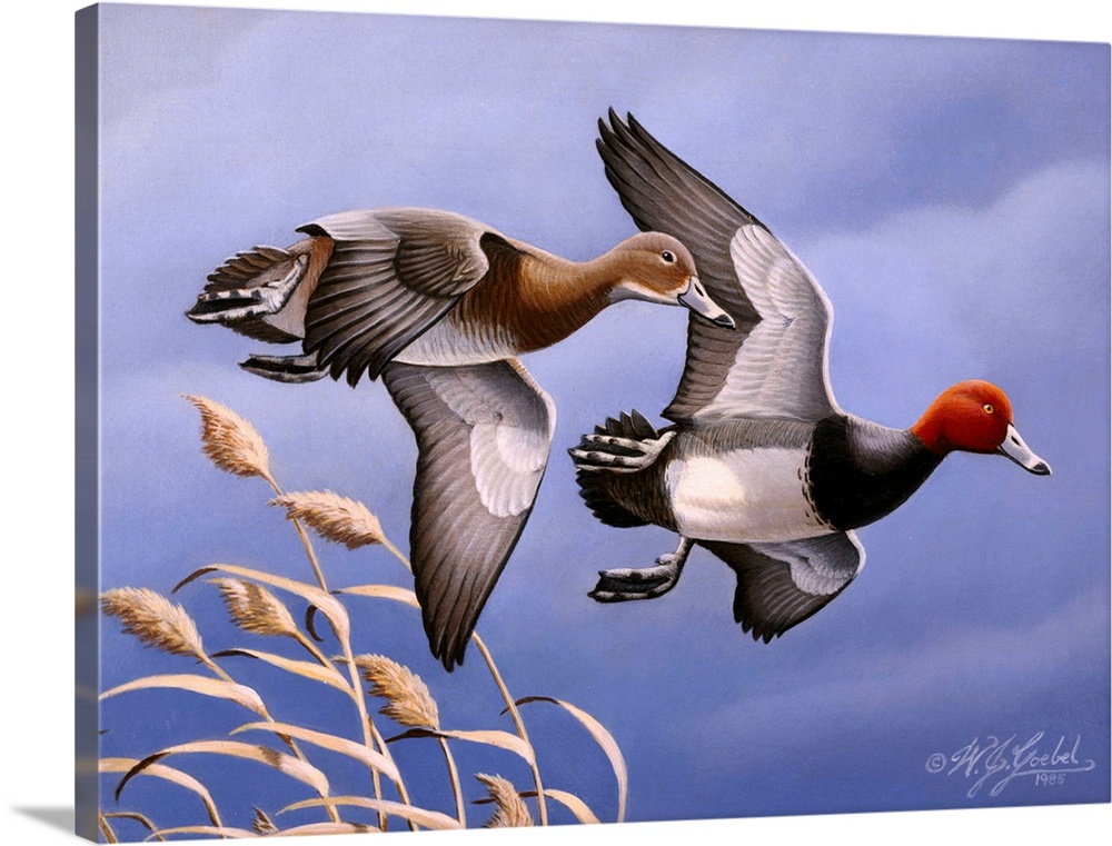 Two redhead ducks in flight.
