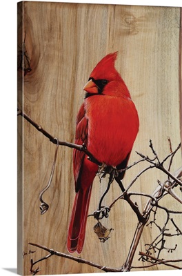 Regal Cardinal