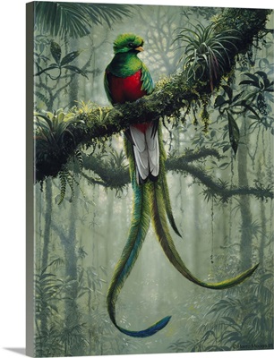 Resplendent Quetzal 2