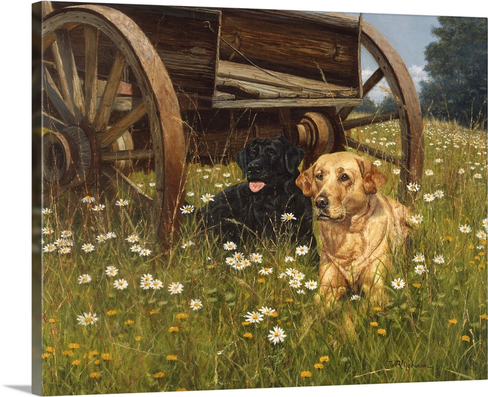Yellow lab laying in field of daisies next to a wooden cart looking at a butterfly.