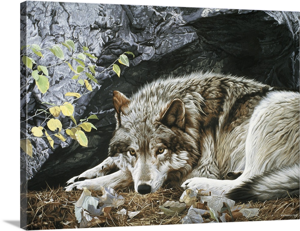 A wolf rests on the ground, its back facing a large rock face.