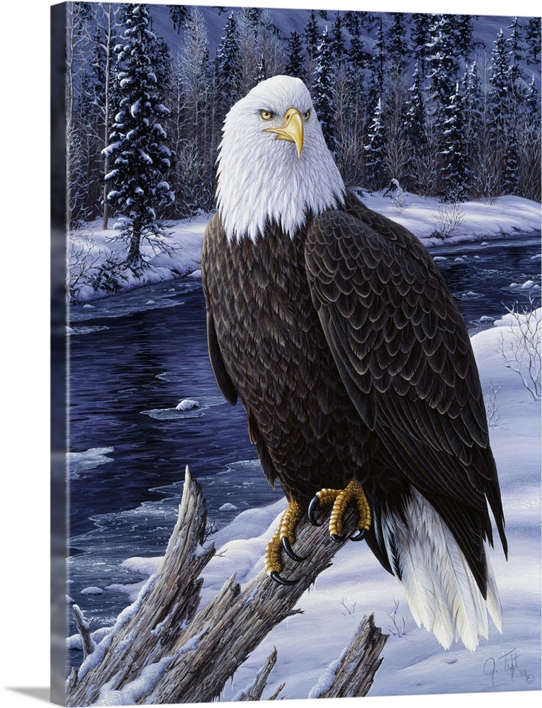 Bald eagle on branch in front of snowy river winter