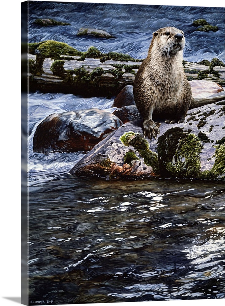 An otter sitting on a rock in the middle of the river.