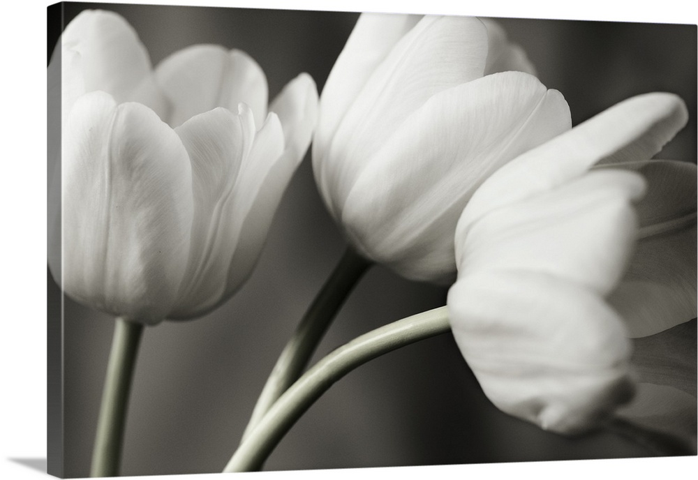 Row Of Bw Tulips