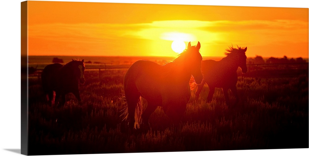 3 horses running in the sunset