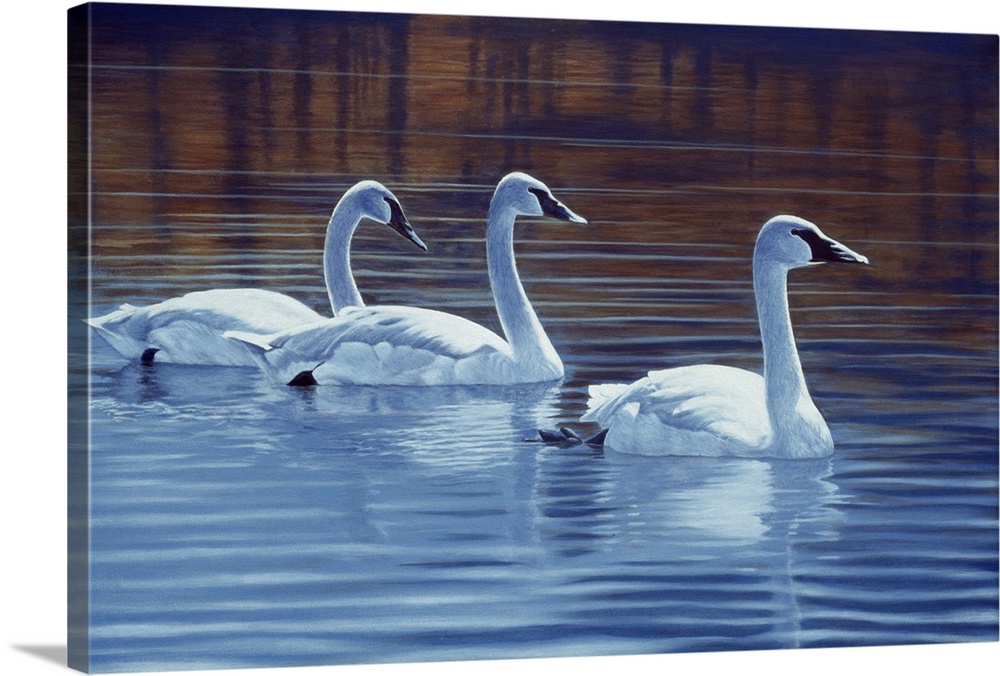 Three trumpeter swans swimming through the water.