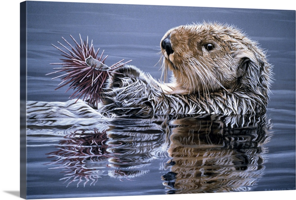 A sea otter swimming with an urchin.
