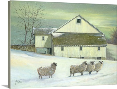 Sheep At Granough