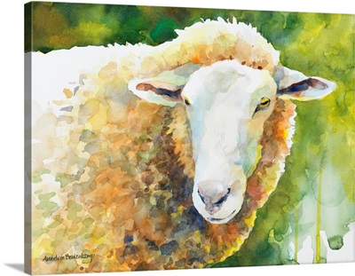 Sheep IV