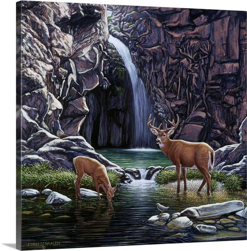 Deer drinking from a stream.