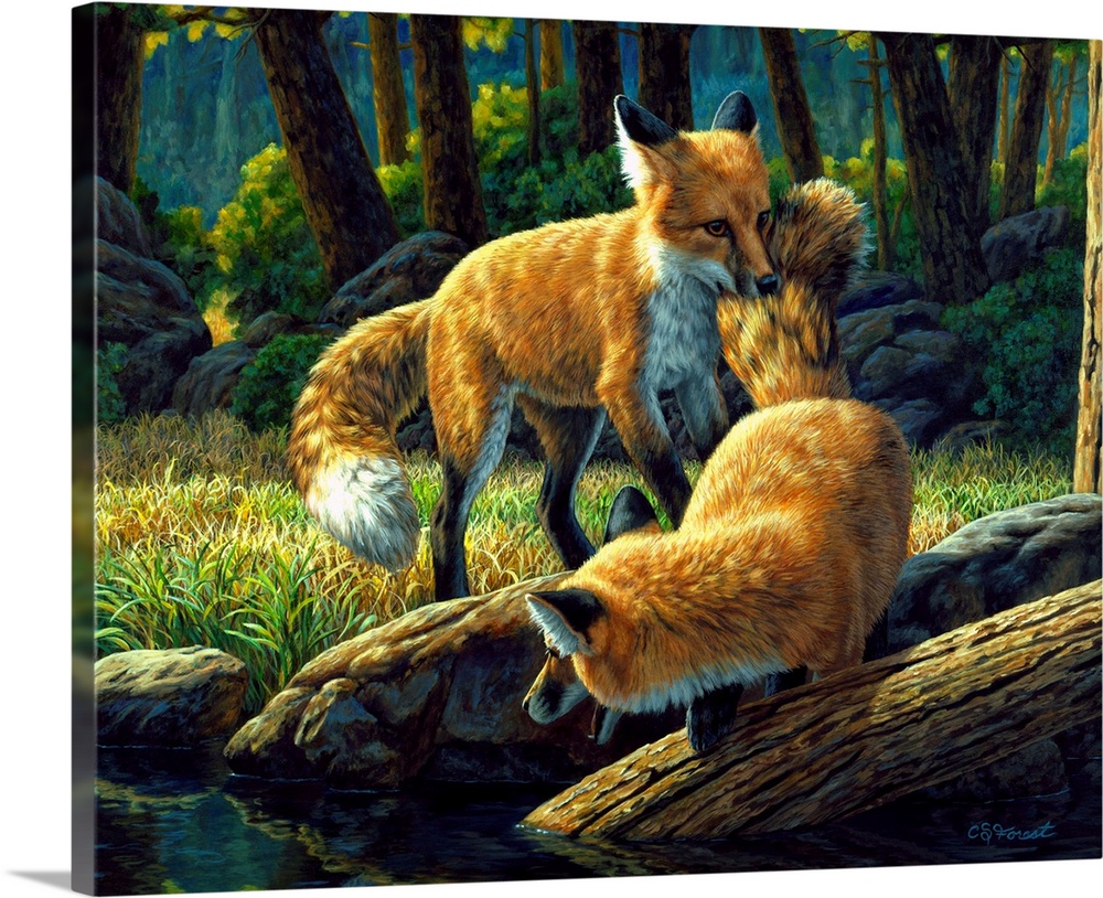 foxes playing in the woods