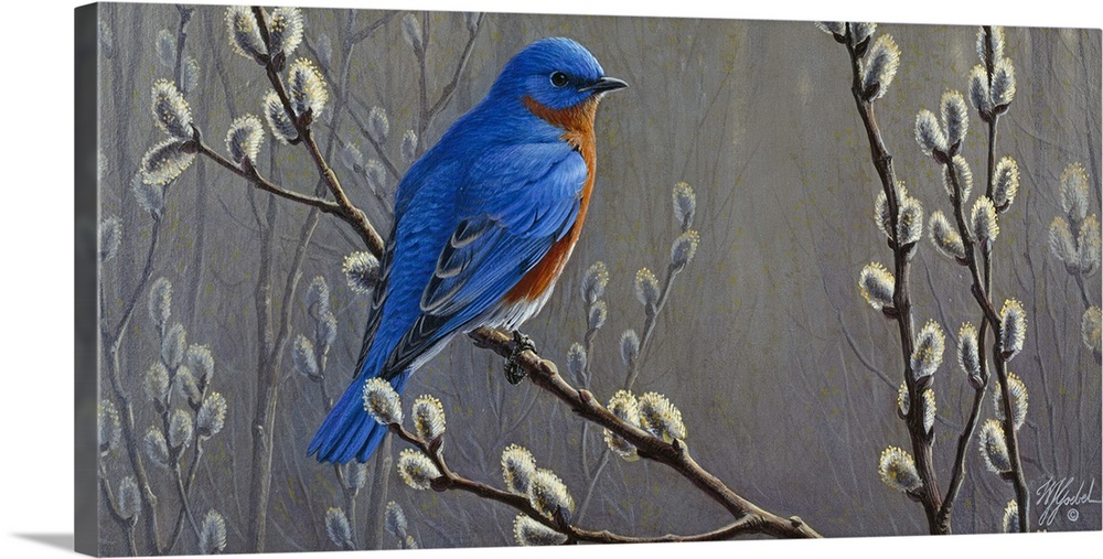 Eastern bluebird perched on pussy willows.