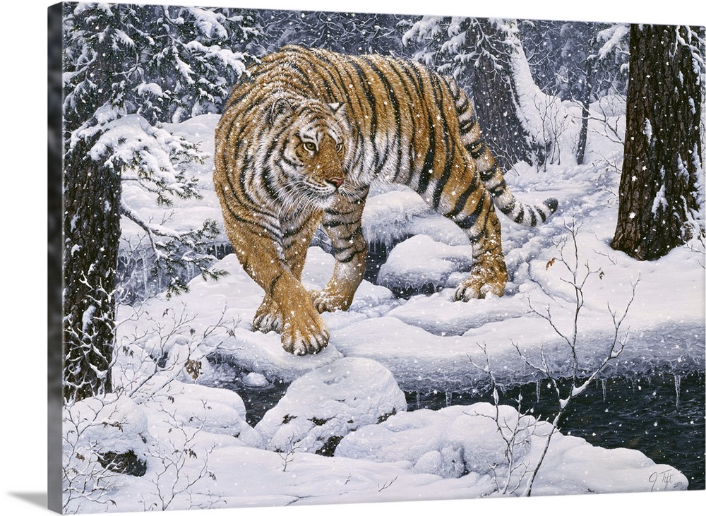 Siberian tiger in the snowy woods