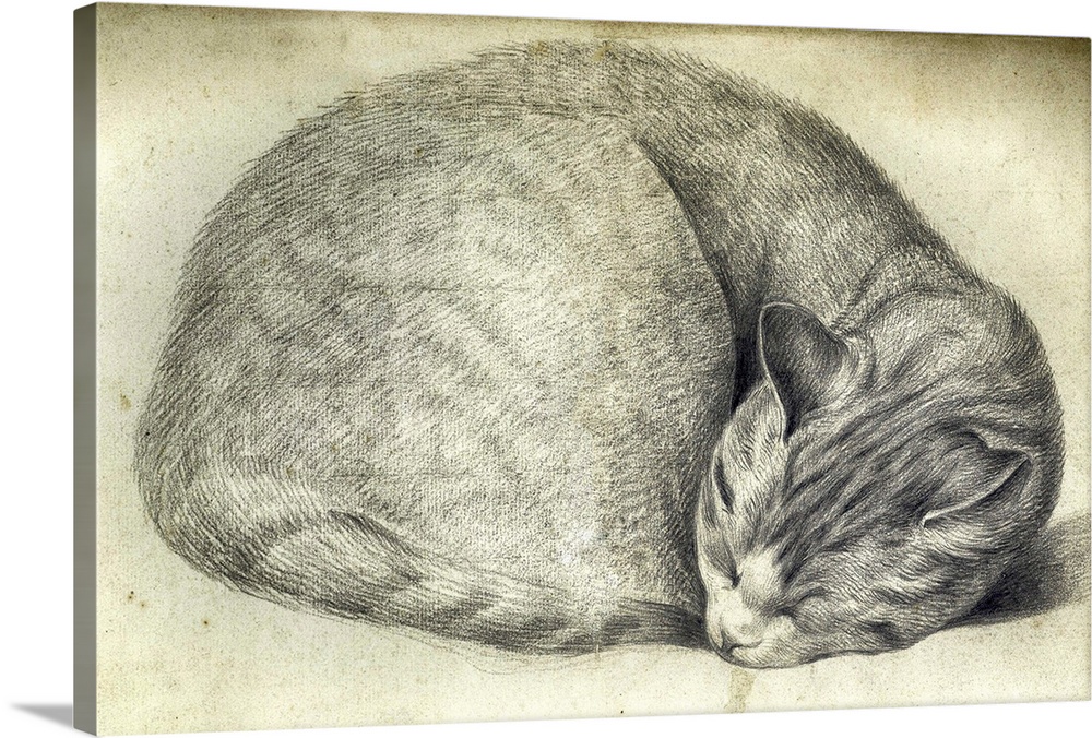 A vintage illustration of a sleeping cat curled up in a ball.