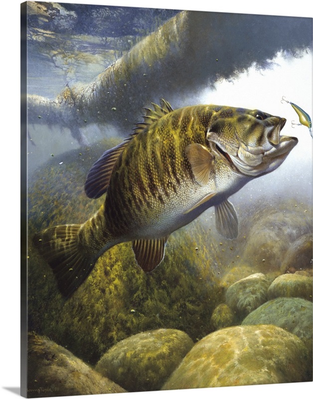 Smallmouth Bass 1s | Large Solid-Faced Canvas, Black Floating Frame Wall Art Print | Great Big Canvas