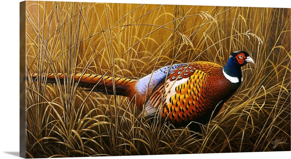 Vintage Ringneck Pheasant Paintings