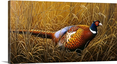 Sneaking Through The Long Grass - Ringneck Pheasant