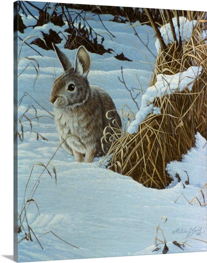 Cottontail in a snowy field.