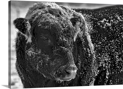 Snow Covered Ice Bull