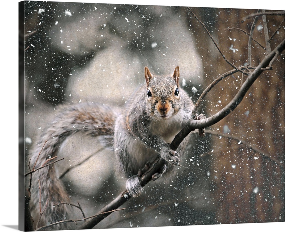 A small brown squirrel on a thin branch in the winter.