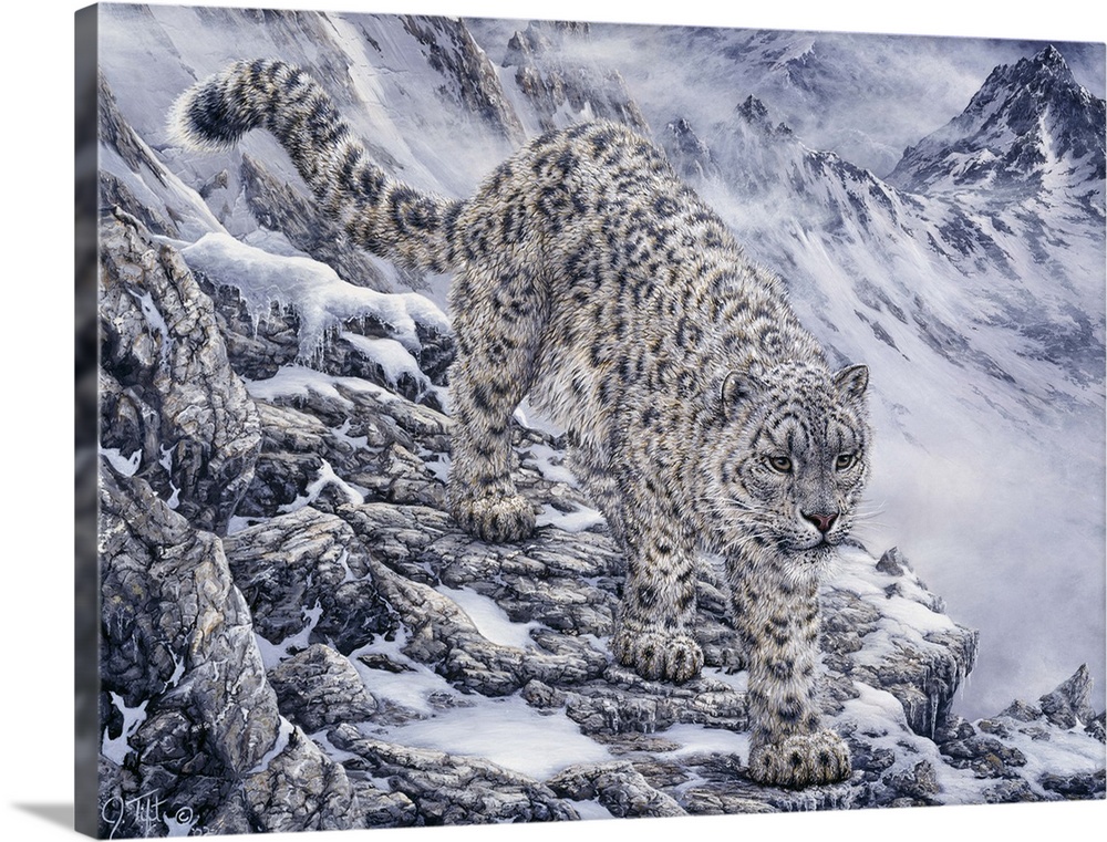 Snow Leopard Solid-Faced Canvas Print
