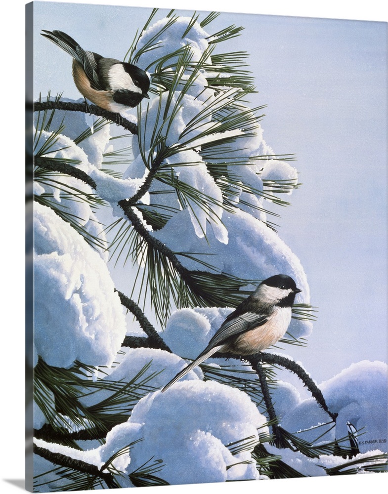 A group of chickadees rests on a snow covered pine tree.