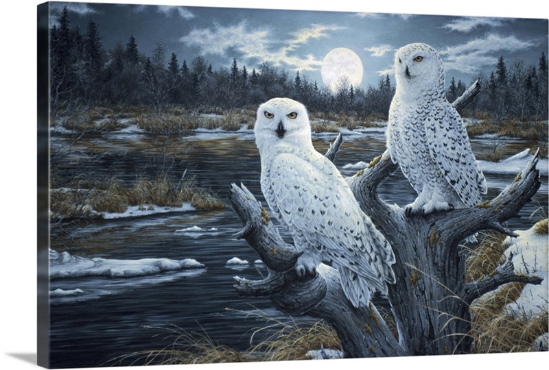 Snowy Owls | Great Big Canvas