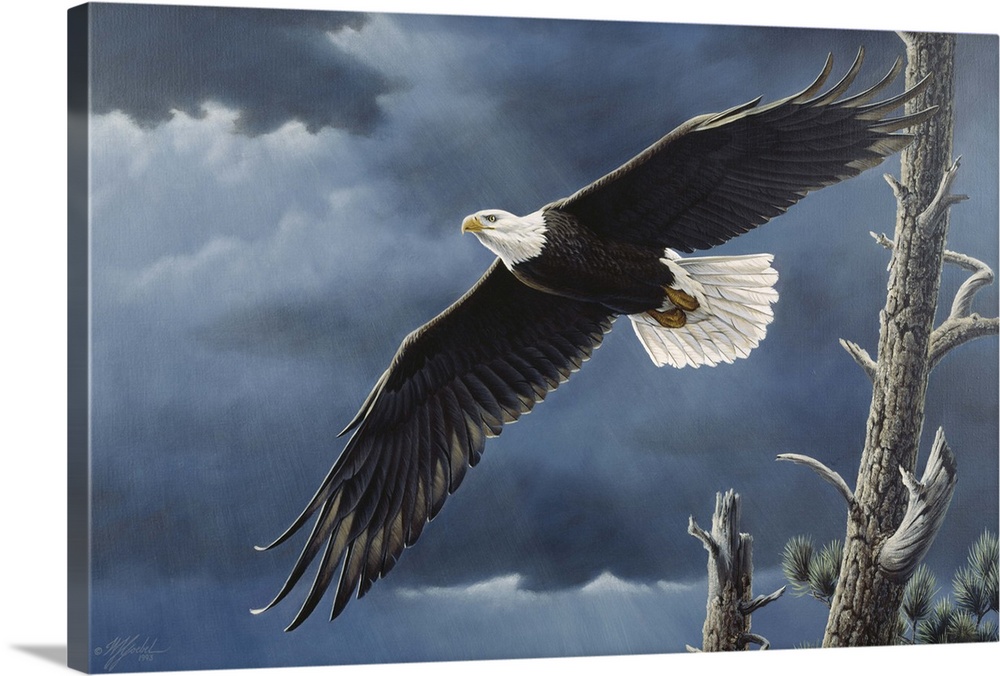 Bald eagle flying with dark clouds behind him.