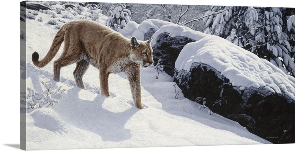 A cougar creeping in the snowy woods.